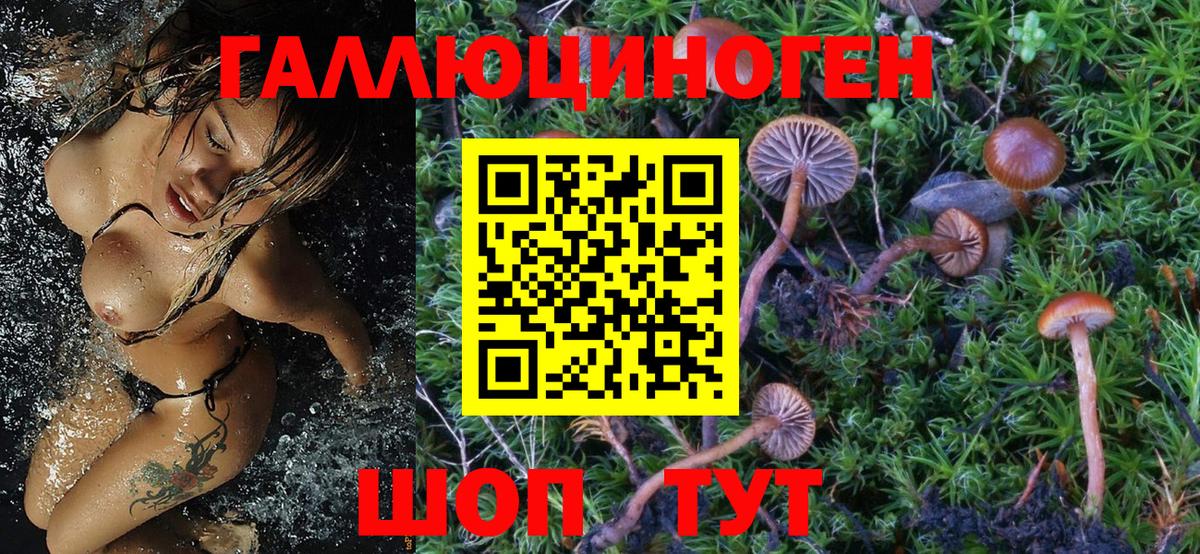 Краснознаменск  Псилоцибиновые грибы Psilocybe  Вход с VPN 